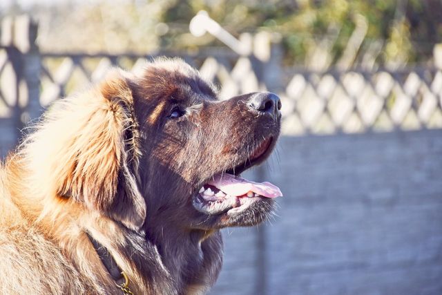 Hillhaven leonbergers sales